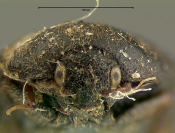 Media type: image;   Entomology 6877 Aspect: head frontal view